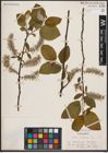 Foto von Salix caprea L.